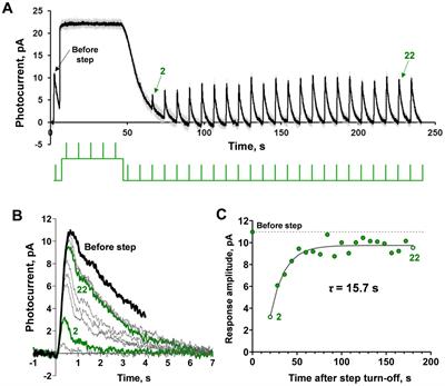 Adaptation memory in photoreceptors: different mechanisms in rods and cones